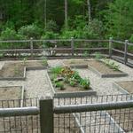 Bluestone treadstock planting boxes with peastone paths in vegetable garden