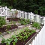 Lilac colored bluestone treadstock retaining walls for terraced vegetable garden with peastone paths
