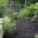 Blueberries with netting over framework