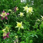 Blooming columbine - shade