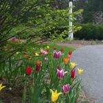 Spring bulbs add color to landscape